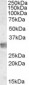 Goat Anti-MYD88 Antibody